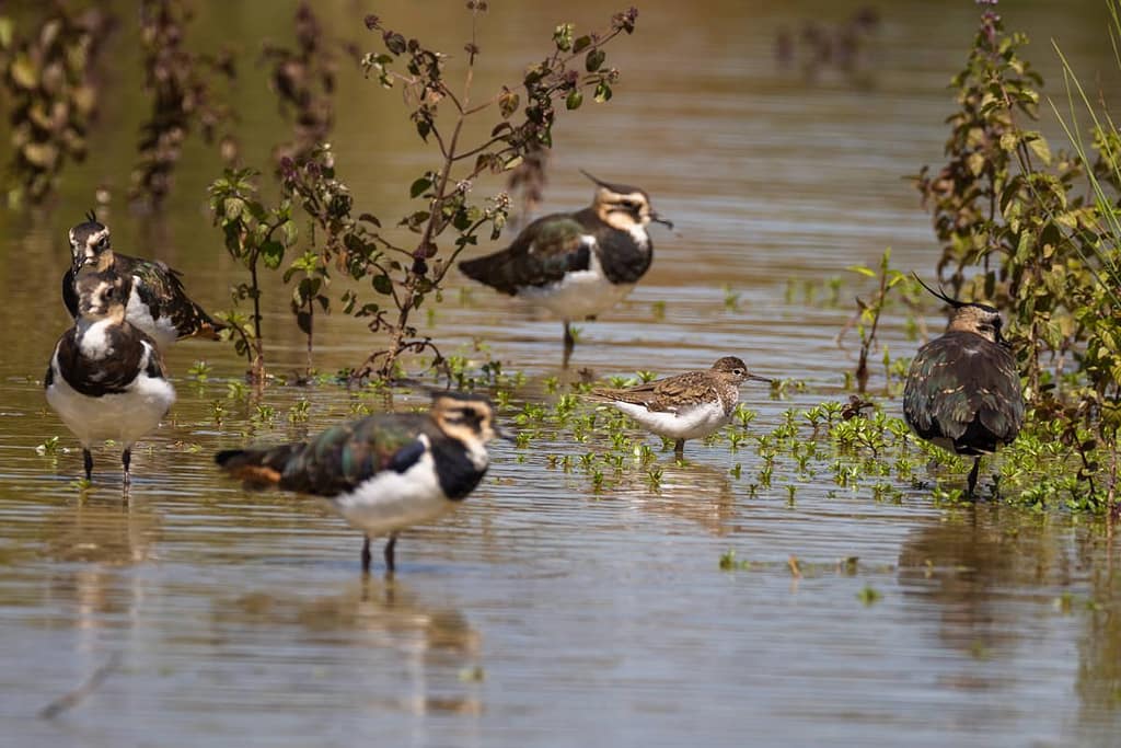 Vanellus vanellus, Kievit