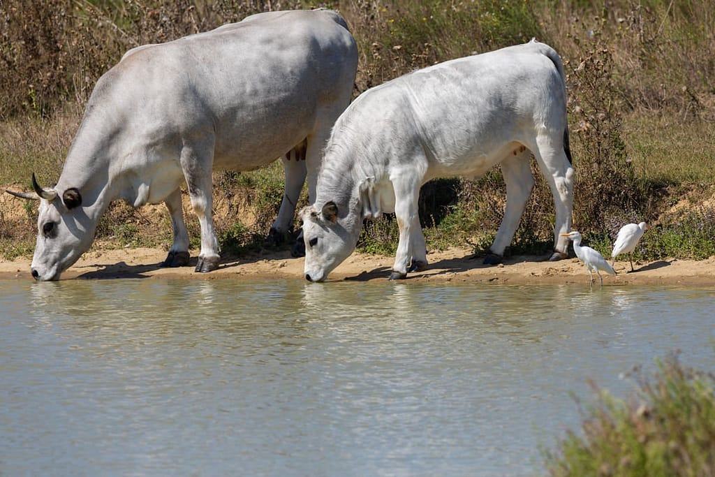 Ardea ibis, Koereiger