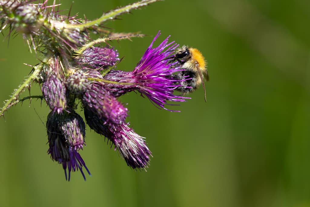 Bombes pascuorum, Akkerhommel