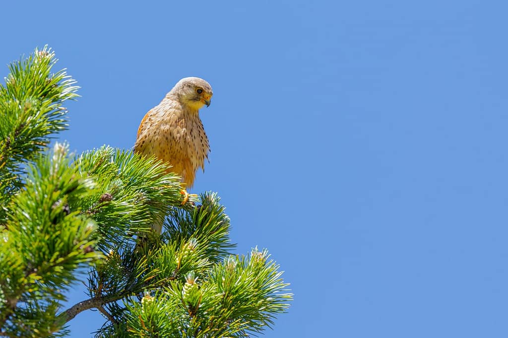 Falco tinnunculus, Torenvalk