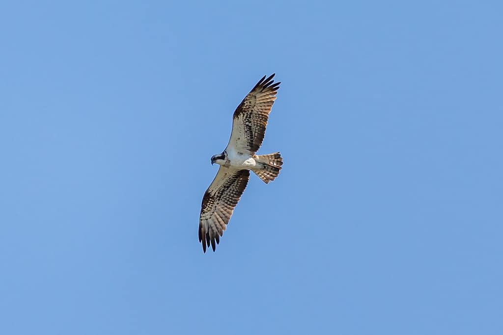 Pandion haliaetus, Visarend