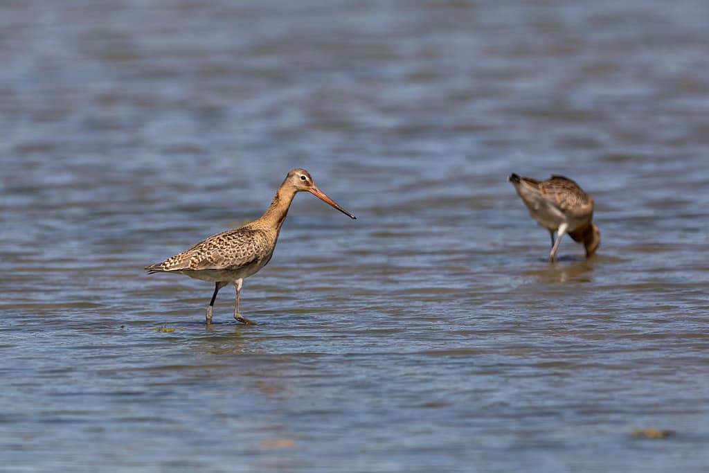 Limosa limosa, Grutto