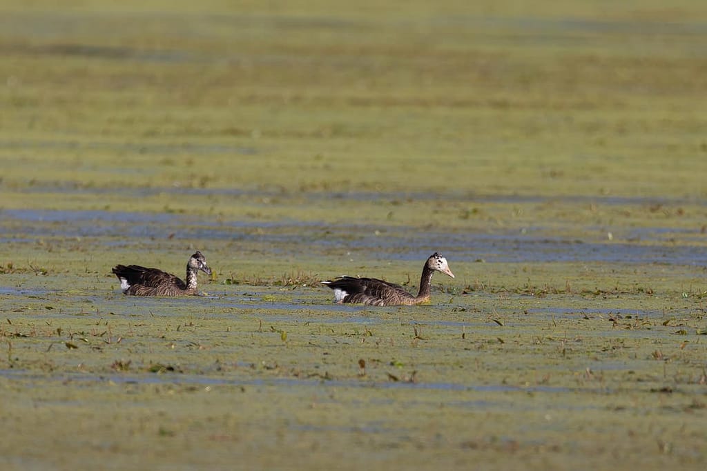 Ganzen, een kruising?