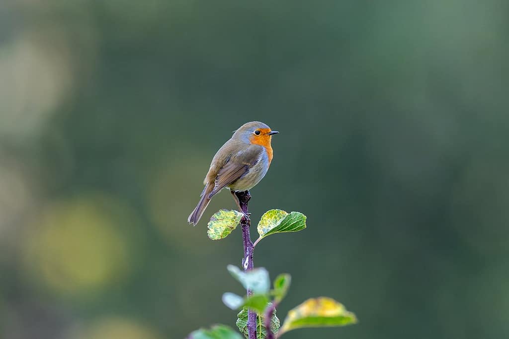 Erithacus rubecula, Roodborst