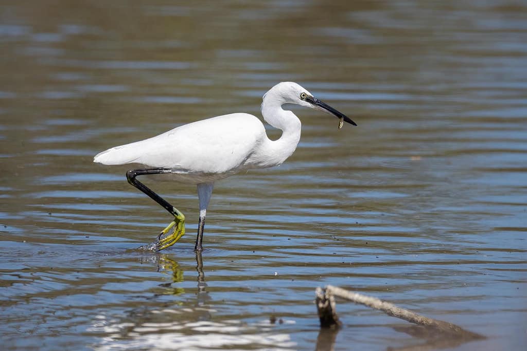Egretta garzetta, Kleine zilverreiger