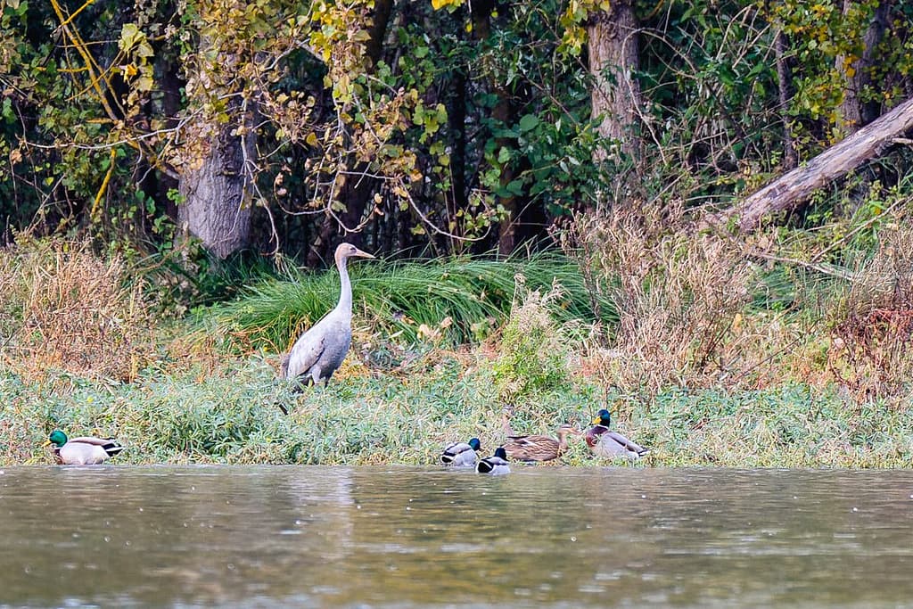 Grus grus, Kraanvogel juviniel