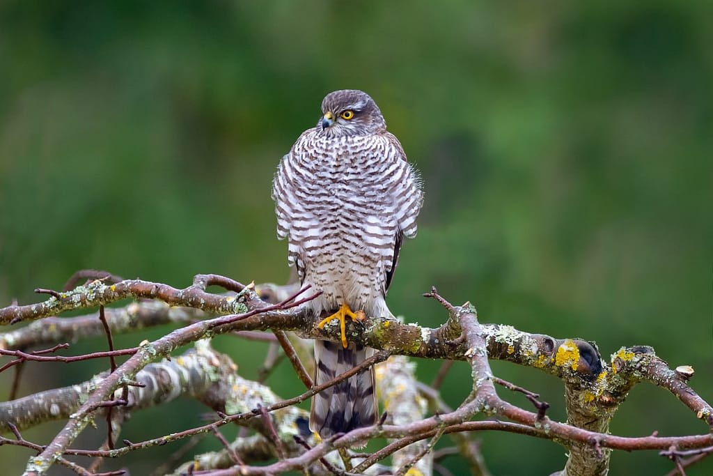 Accipiter nisus, Sperwer