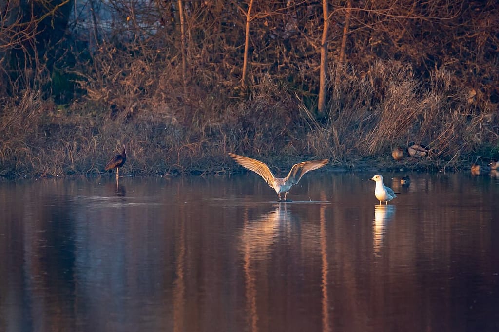 Plegadis falcinellus, Zwarte Ibis