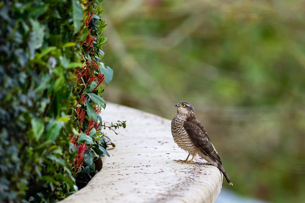 Accipiter nisus, Sperwer