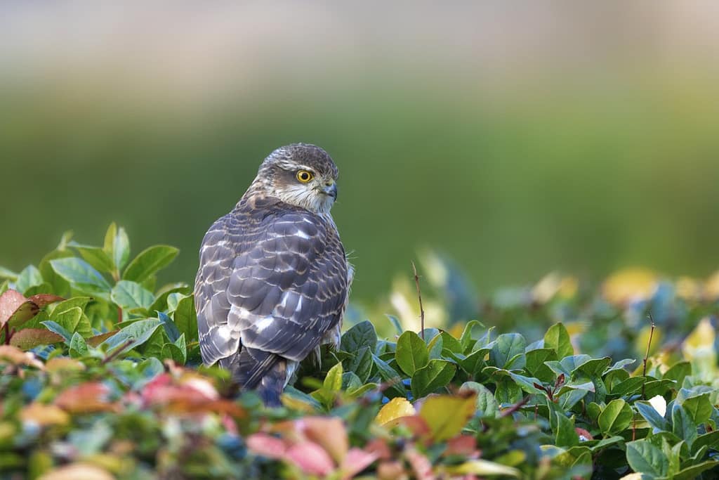 Accipiter nisus, Sperwer