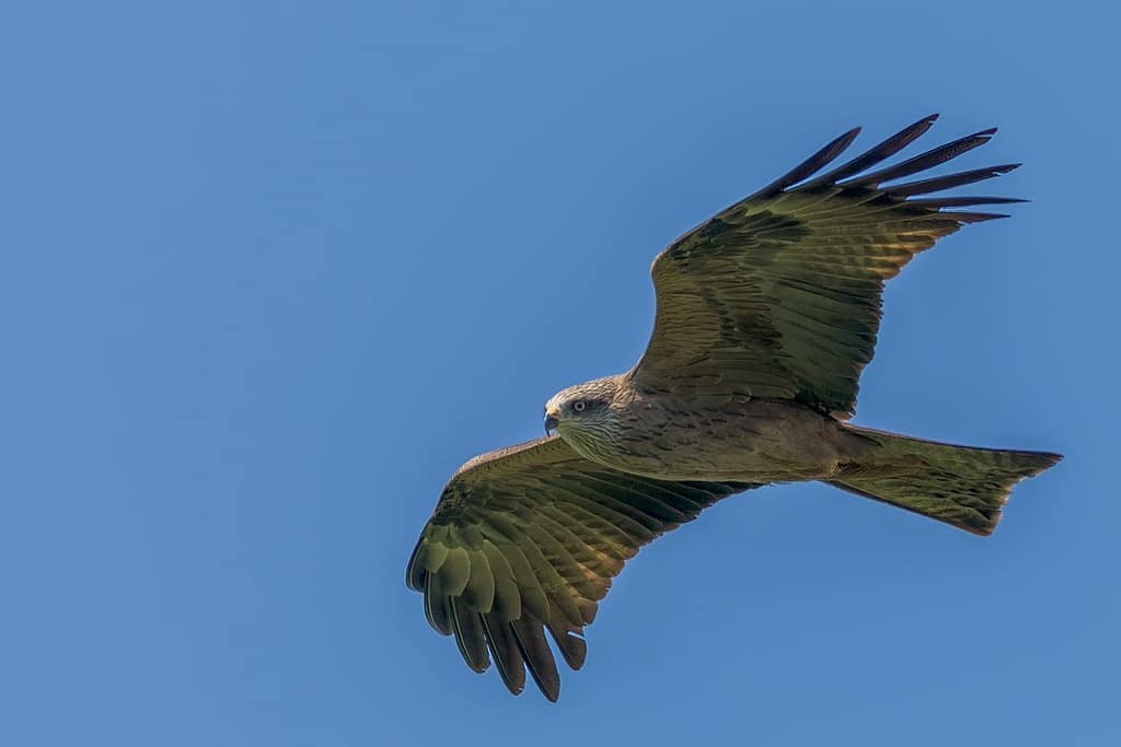 Buteo buteo, Buizerd