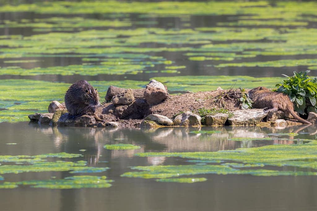 Myocastor coypus, Beverrat
