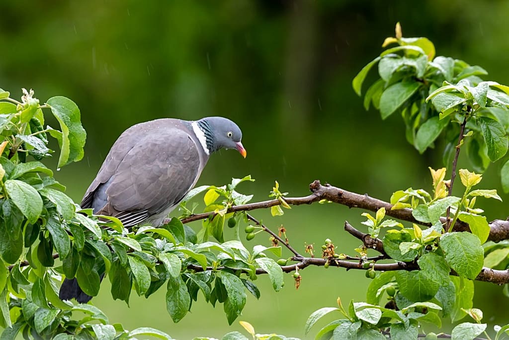 Columba palumbu, Houtduif