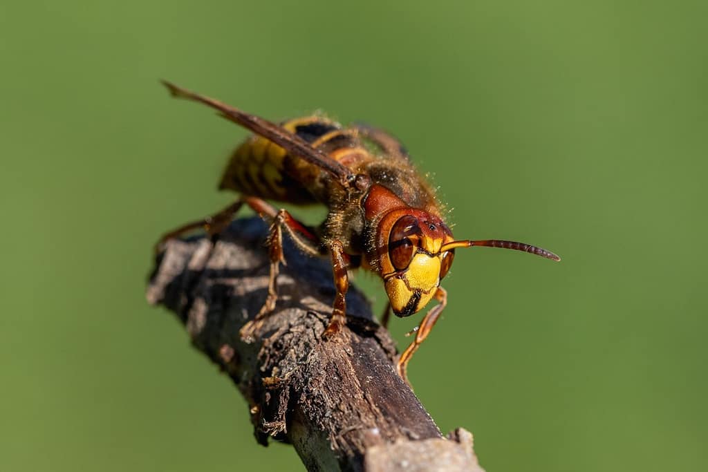 Vespa crabro, Hornaar
