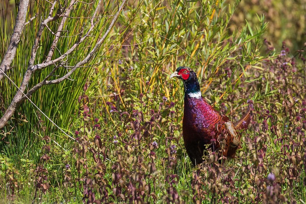 Phasianus colchicus, Fazant