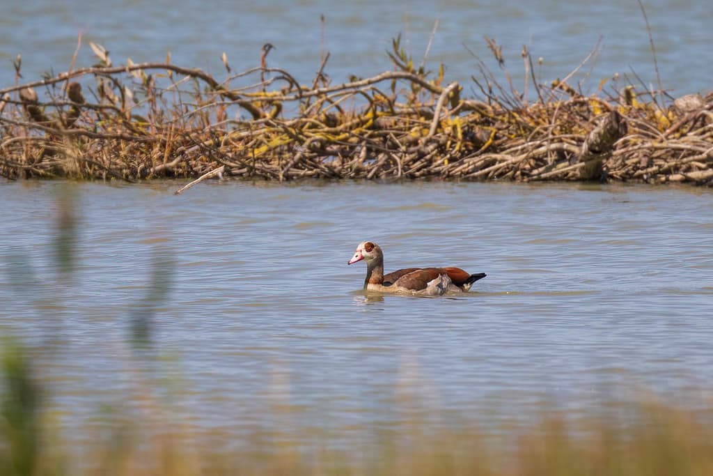 Alopochen aegyptiaca, Nijlgans