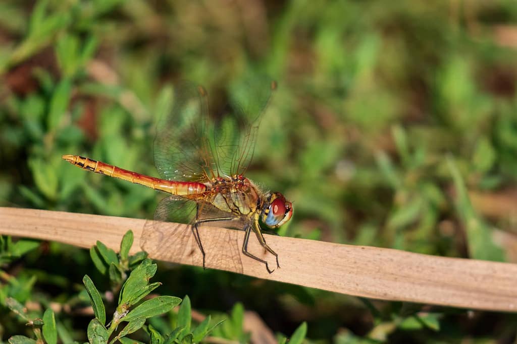 Sympetrum fonscolombii, Zwervende heidelibel