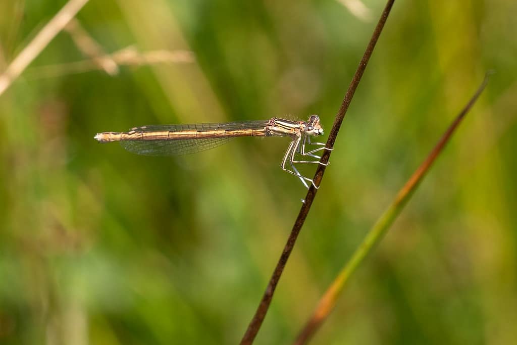 Platcnemis acutipennis, Oranje breedscheenjuffer
