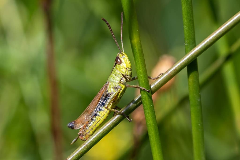 Pseudochorthippus montanus, Veldsprinkhaan
