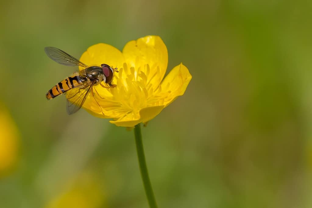 Episyrphus balteatus, snorzweefvlieg