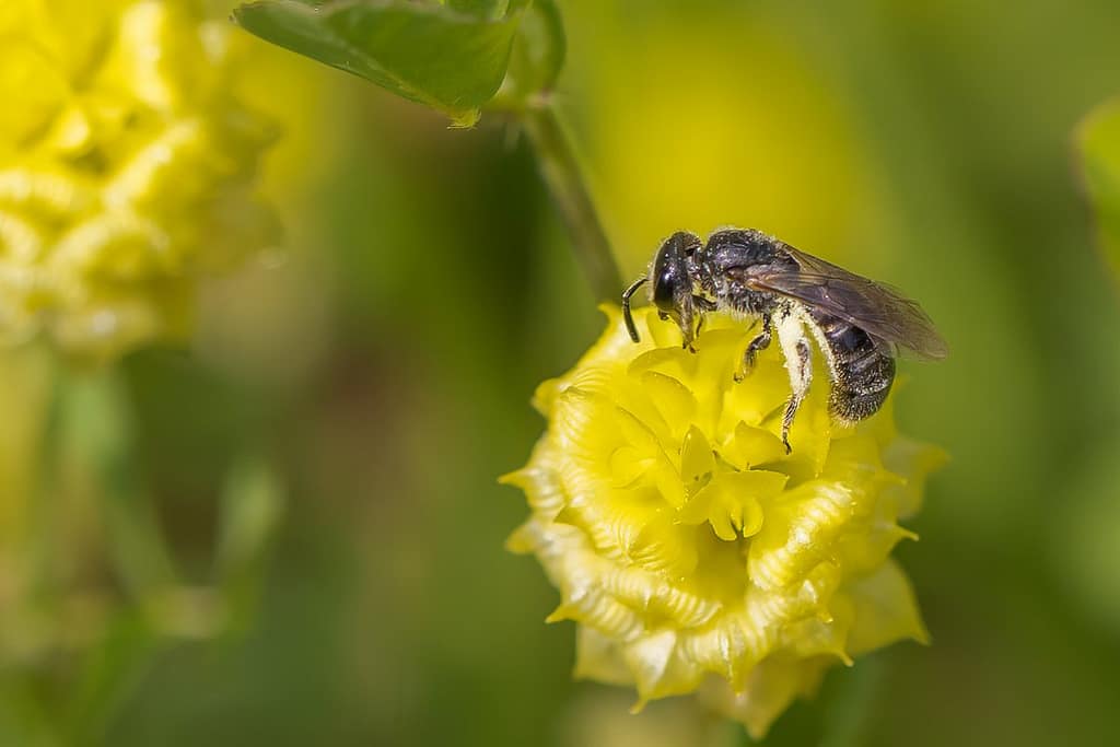 Lasioglossum, brandgroefbij