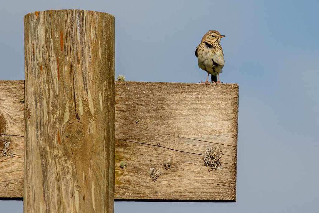 Anthus trivialis, Boompieper op Col de la Core