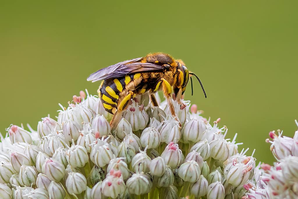 Anthidium florentinum