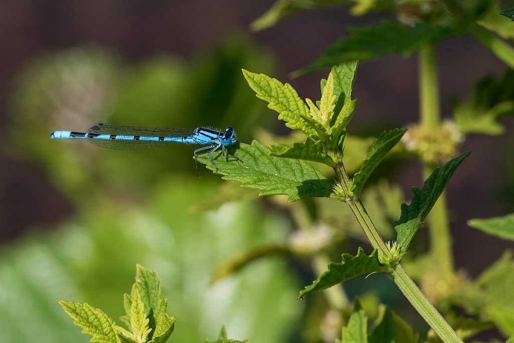 Enallagma cyathigerum, Watersnuffel