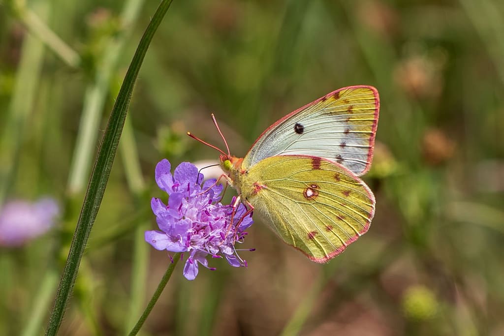 Colias crocea forma helice, Oranje luzernevlinder vrouwtje