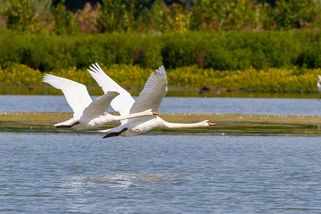 Cygnus olor, Knobbelzwaan
