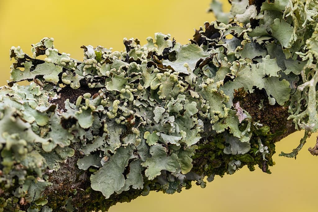 Parmotrema perlatum, Groot schildmos