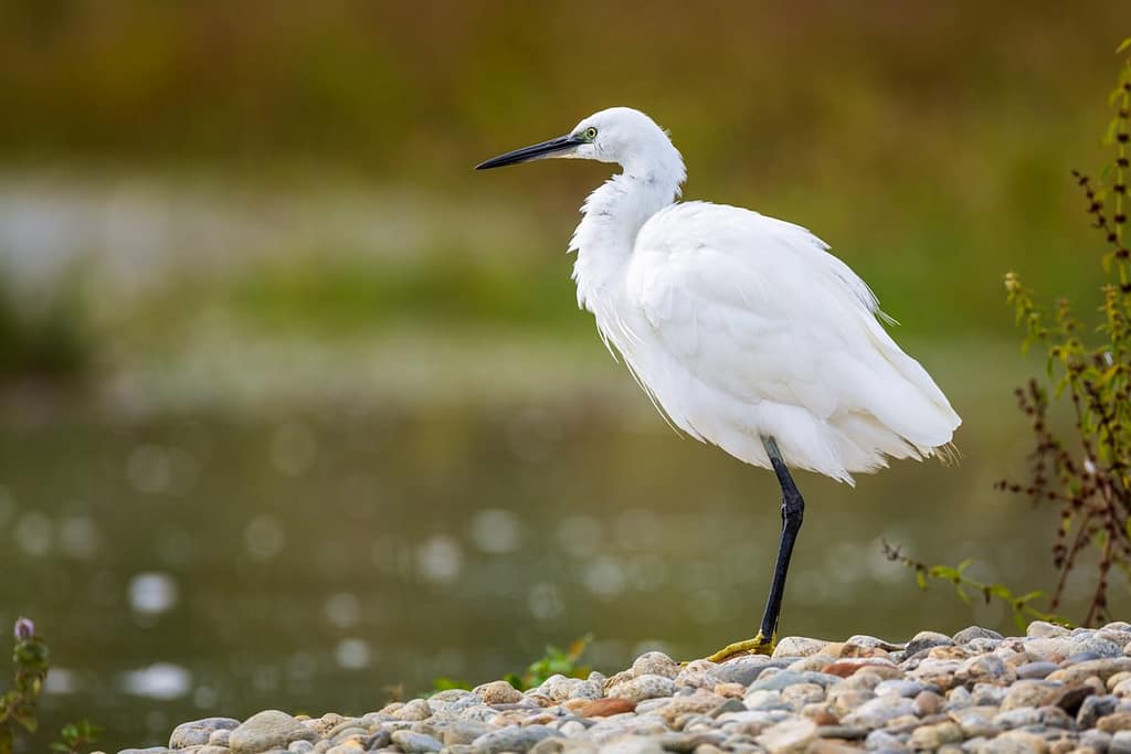 Egretta garzetta, Kleine zilverreiger