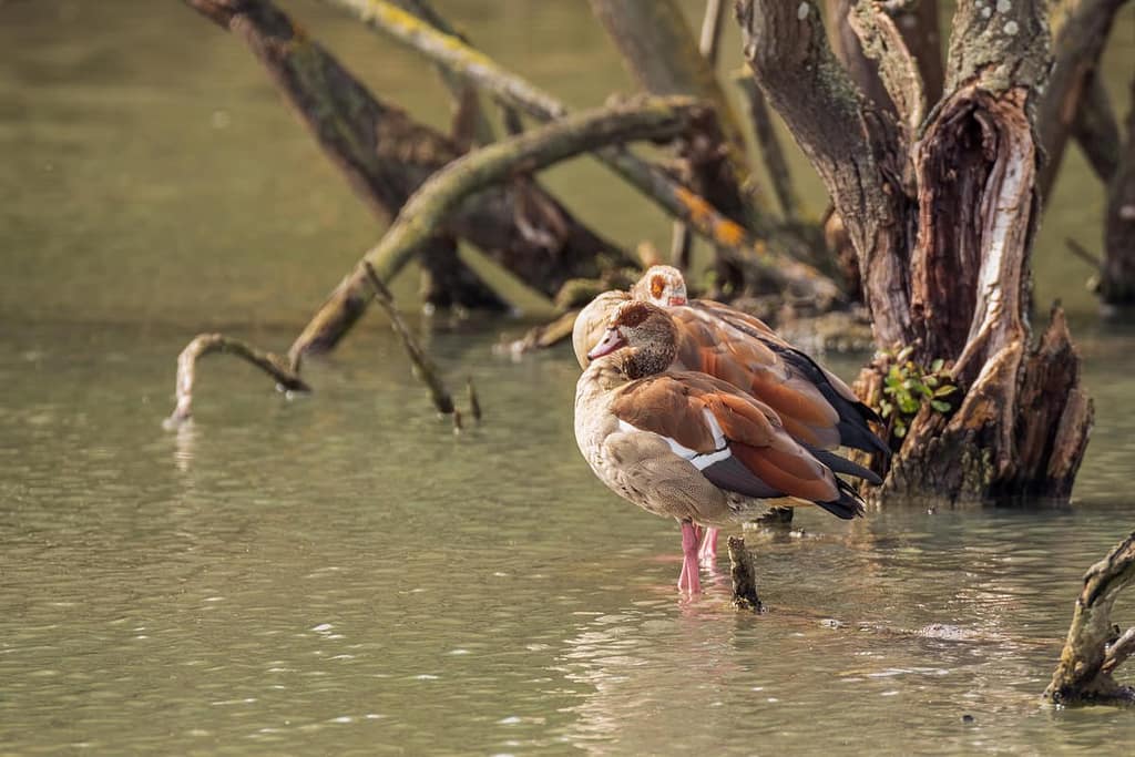 Alopochen aegyptiaca, Nijlgans