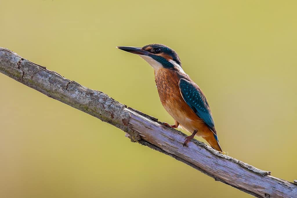 Alcedo atthis, IJsvogel