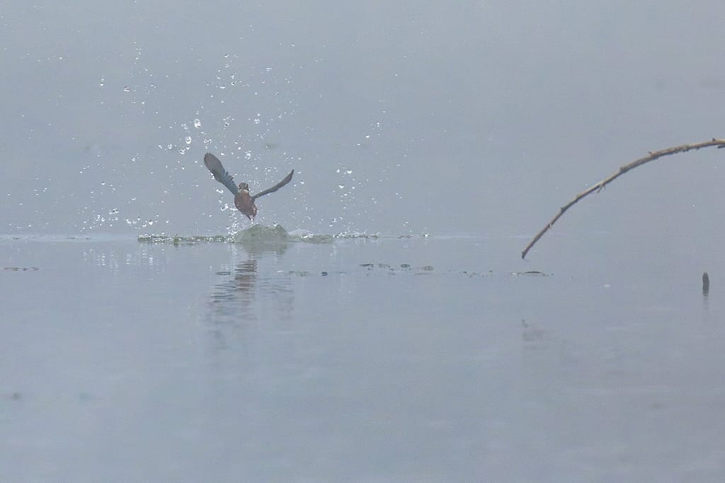 Alcedo atthis, IJsvogel
