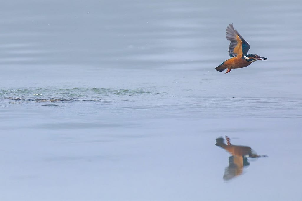 Alcedo atthis, IJsvogel