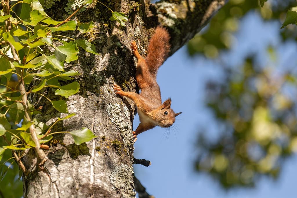 Sciurus vulgaris, eekhoorn