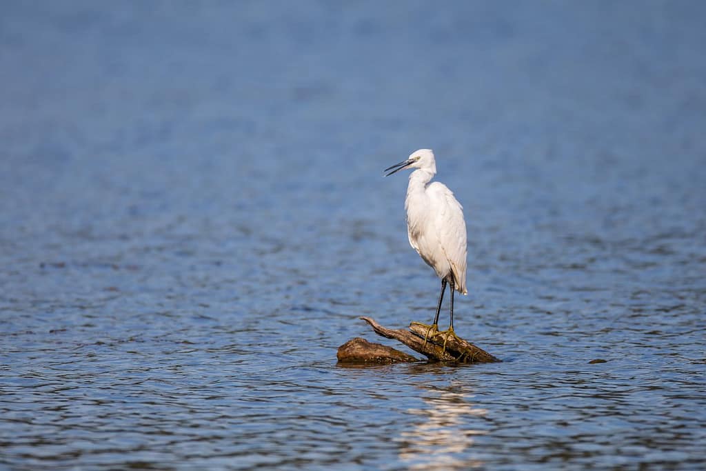 Egretta garzetta, Kleine zilverreiger