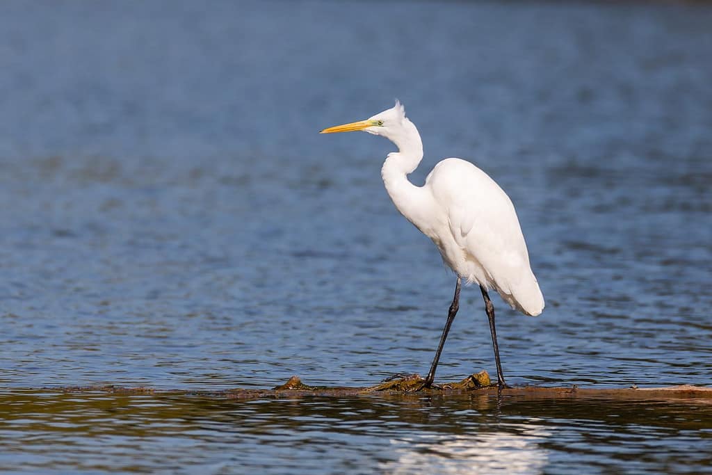 Ardea alba, Grote zilverreiger