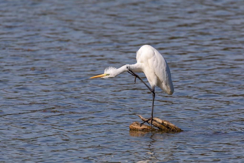 Ardea alba, Grote zilverreiger