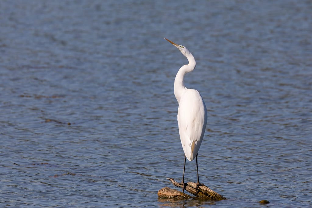 Ardea alba, Grote zilverreiger
