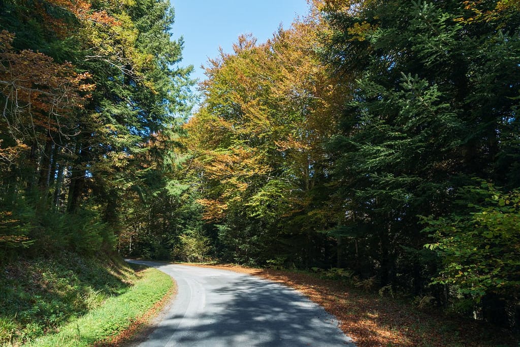 Verlengde van D408 Route forestière