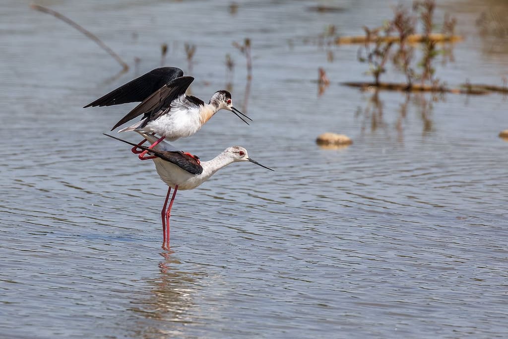 Himantopus himantopus, Steltkluut
