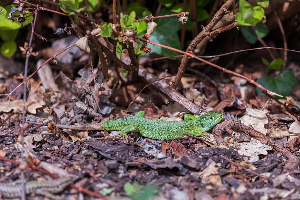 Lacerta bilineata, westelijke smaragdhagedis