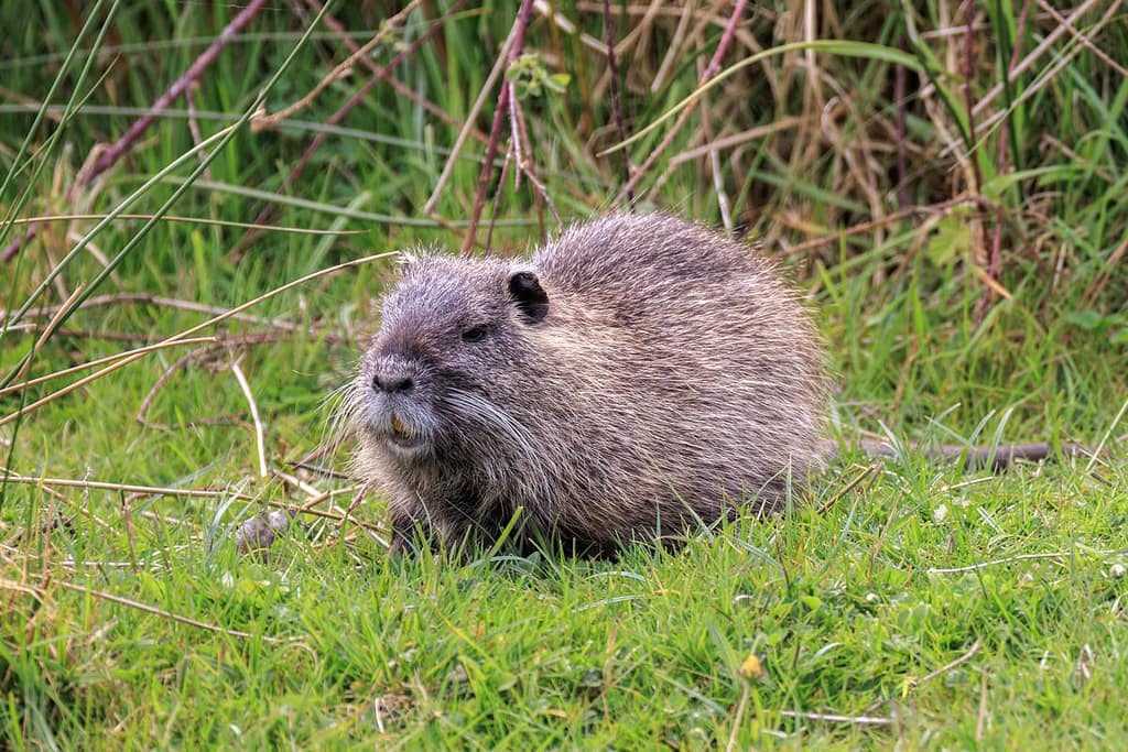 Myocastor coypus, Beverrat