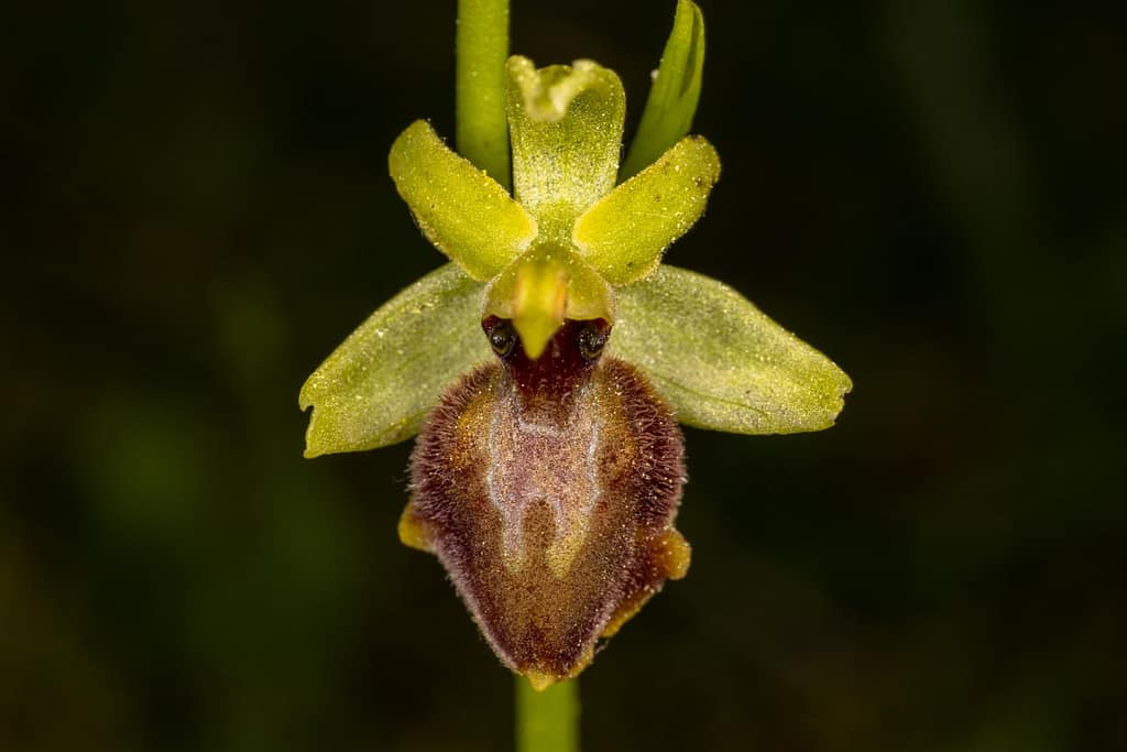 Ophrys sphegodes, Spinnenorchis