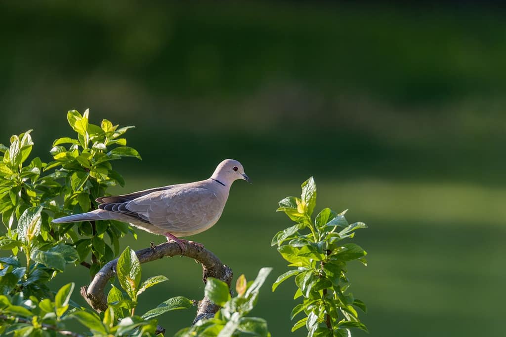 Streptopelia decaocto, Turkse tortel