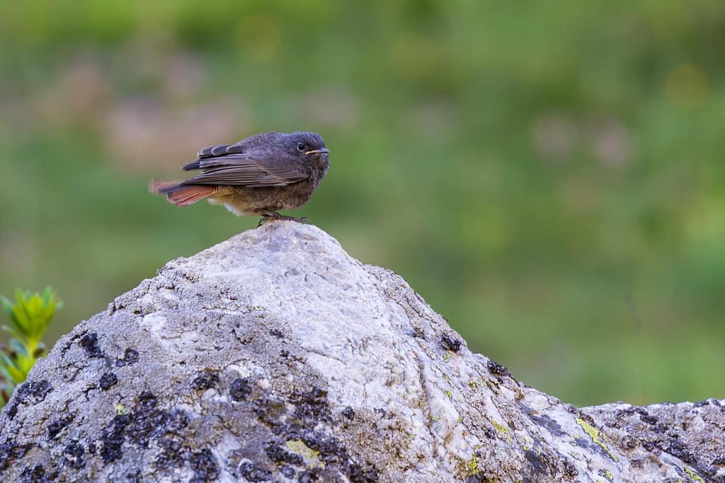 Phoenicurus ochruros, Zwarte roodstaart