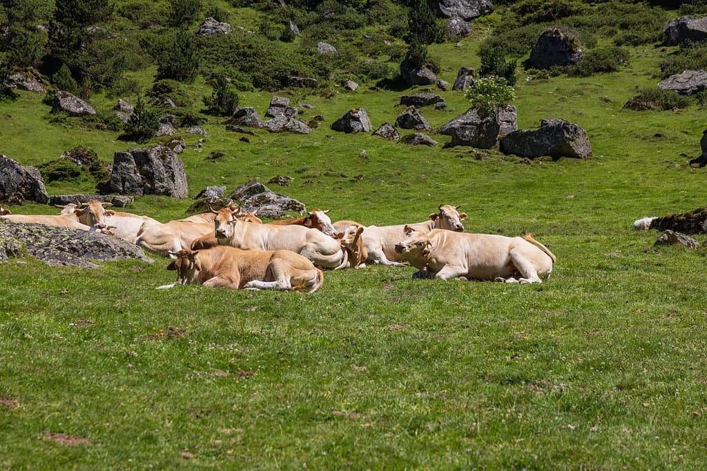 Koeien in de Vallée de Lutour