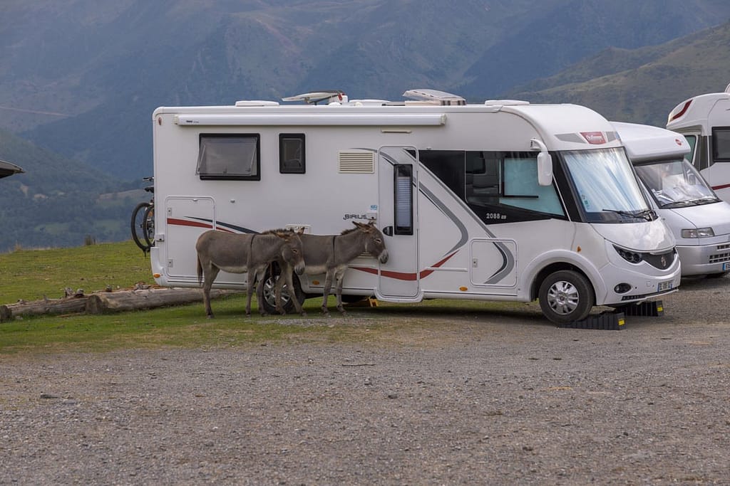 D918 Col de Soulor, Ezels